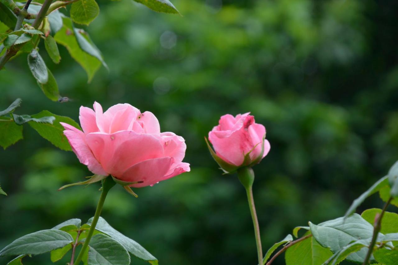 Casa Omnia B&B Castellamonte ภายนอก รูปภาพ